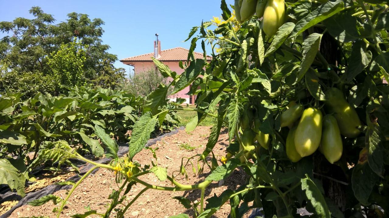 B&B Macchia D'Olmo Capaccio Bagian luar foto